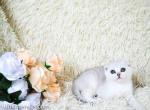 Whiteney scottish fold girl silver shaded girl - Scottish Fold Cat For Sale - Dallas, TX, US