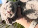 Scottish fold lilac solid color baby girl - Scottish Fold Cat For Sale - Dallas, TX, US