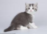 Lugok blue and white British shorthair baby boy - British Shorthair Cat For Sale - Dallas, TX, US