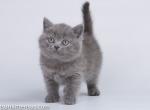 Ual britsh shorthair blue solid baby boy - British Shorthair Cat For Sale - Dallas, TX, US