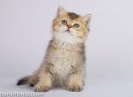 Black golden ticked british shorthair boy - British Shorthair Kitten For Sale - Dallas, TX, US