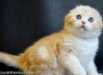 Julien creamy bicolor scottish fold baby boy - Scottish Fold Kitten For Sale - Dallas, TX, US