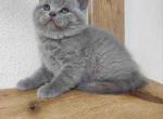 Britsh Shorthair baby boy lilac solid color - British Shorthair Cat For Sale - Dallas, TX, US