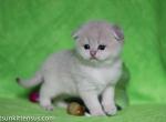 Ebbi scottish fold blue golden shaded color - Scottish Fold Cat For Sale - Dallas, TX, US