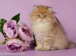 Daniel golden shaded british longhair boy - British Shorthair Cat For Sale - Dallas, TX, US