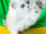 Armin silver shaded persian longhair boy - Persian Cat For Sale - Dallas, TX, US