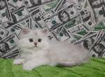 Yara Scottish straight - Scottish Fold Cat For Sale - Hollywood, FL, US