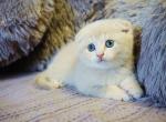 Choco - Scottish Fold Cat For Sale - Hollywood, FL, US