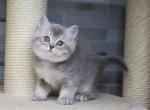 Ballu - British Shorthair Cat For Sale - Norwalk, CT, US