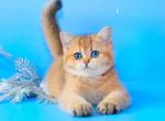 Danik golden chinchilla british shorthair boy - British Shorthair Cat For Sale - Dallas, TX, US