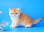 Dominic black golden shell ny 12 british shorthair - British Shorthair Cat For Sale - Dallas, TX, US