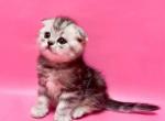 Jason silver butterfly marble tabby baby boy - Scottish Fold Cat For Sale - Dallas, TX, US