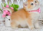 Xamie golden ny 12 british shorthair - British Shorthair Kitten For Sale - Dallas, TX, US