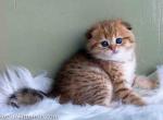 He looks like a cheetah scottish fold baby boy - Scottish Fold Kitten For Sale - Dallas, TX, US