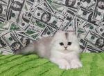 Yummi scottish fold longhair silver shaded - Scottish Fold Cat For Sale - Dallas, TX, US