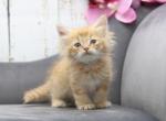 Yarrow CFA certified - Siberian Cat For Sale - Ashburn, VA, US