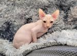 Ollie - Sphynx Cat For Sale - Rockford, IL, US