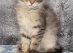 Female mainecoon - Maine Coon Cat For Sale - Monroe, MI, US