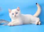 Hugo Boss - British Shorthair Cat For Sale - Brooklyn, NY, US