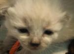 Paris - Siamese Cat For Sale - Daytona Beach, FL, US