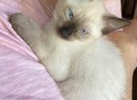 Booger - Siamese Cat For Sale - Daytona Beach, FL, US