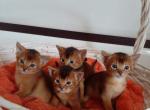 Ruddy boys and girls - Abyssinian Cat For Sale - Murrieta, CA, US