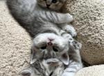 5 Scottish fold Silver Straight kittens - Scottish Straight Cat For Sale - Odessa, FL, US