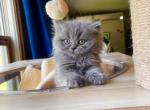 British Longhair - British Shorthair Cat For Sale - Fort Wayne, IN, US