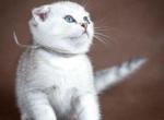 Bella scottish fold with stripped tail - Scottish Fold Cat For Sale - Dallas, TX, US