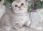 Jade lilac tabby scottish fold baby girl - Scottish Fold Cat For Sale - Dallas, TX, US