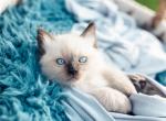 Miles Sealpoint - Ragdoll Cat For Sale - Mount Joy, PA, US