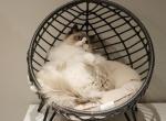 Doris - Ragdoll Cat For Sale - Boston, MA, US