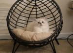 Duke - Ragdoll Cat For Sale - Boston, MA, US