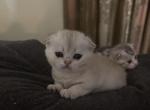 Tesla - Scottish Fold Cat For Sale - Las Vegas, NV, US