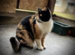 Patches - Exotic Cat For Sale - Ozark, AL, US