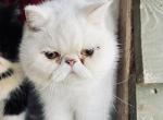 Marshmallow - Exotic Cat For Sale - Ozark, AL, US