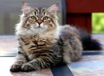 Marusya of RomanovCats - Siberian Cat For Sale/Retired Breeding - Ashburn, VA, US