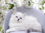 Len - Siberian Cat For Sale - Norwalk, CT, US