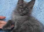 Caesar - Maine Coon Cat For Sale - Norwalk, CT, US