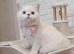 Hao - British Shorthair Cat For Sale - Norwalk, CT, US