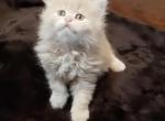 Simba - Himalayan Kitten For Sale - Dallas, TX, US