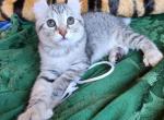 Autumn    REDUCED - Highlander Cat For Sale - La Pine, OR, US