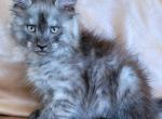 RÄSTOFF - Maine Coon Cat For Sale - Pensacola, FL, US