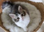 GIDGET - Scottish Straight Cat For Sale - Los Angeles, CA, US