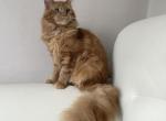 Ophelia - Maine Coon Cat For Sale - New York, NY, US