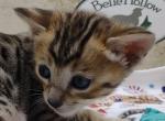 Savannah F4SBTs - Savannah Cat For Sale - Franklin, NC, US