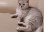 Little Jimmy - Scottish Straight Cat For Sale - Great Falls, VA, US