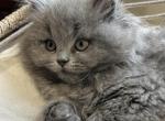 Thunder - Persian Cat For Sale - Bowie, MD, US