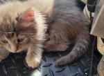 Aries - American Longhair Cat For Sale - Wells, ME, US