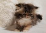 Brown patched tabby Persian - Persian Cat For Sale - Greenwood, SC, US